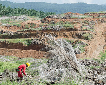 A photo of a worker digging for something in area that is facing deforestation