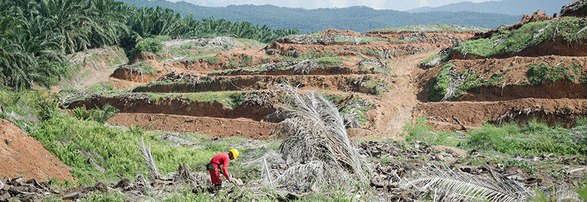 A photo of a worker digging for something in area that is facing deforestation