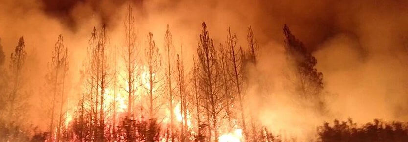 A photo of a forest on fire