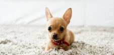 A photo of a chihuahua