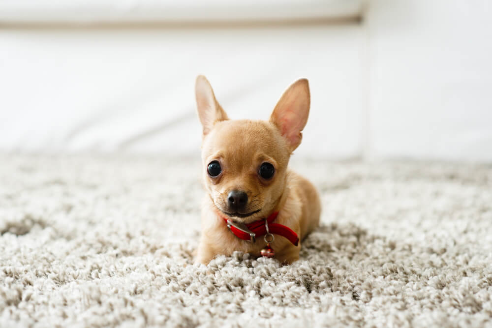 A photo of a chihuahua