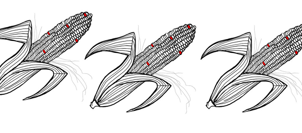 Illustration of pieces of corn