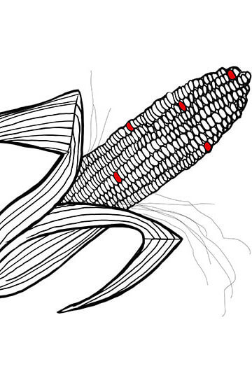 Illustration of pieces of corn