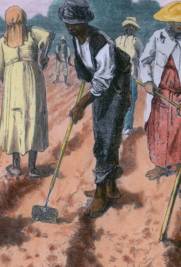 An illustration of Black slaves working in a field
