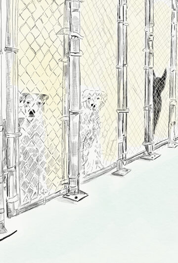 Illustration of dogs behind cages in animal shelter