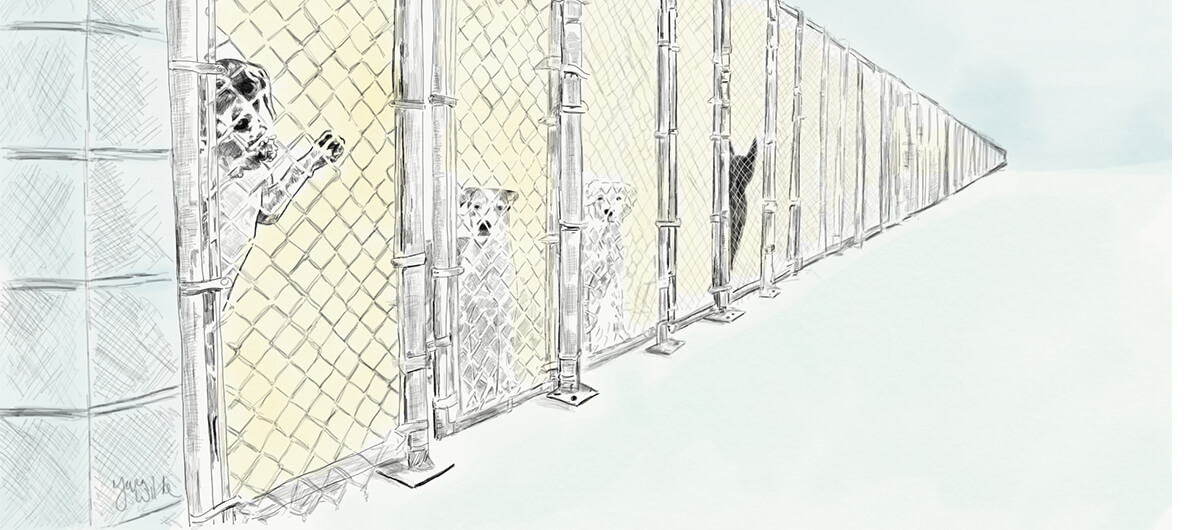 Illustration of dogs behind cages in animal shelter