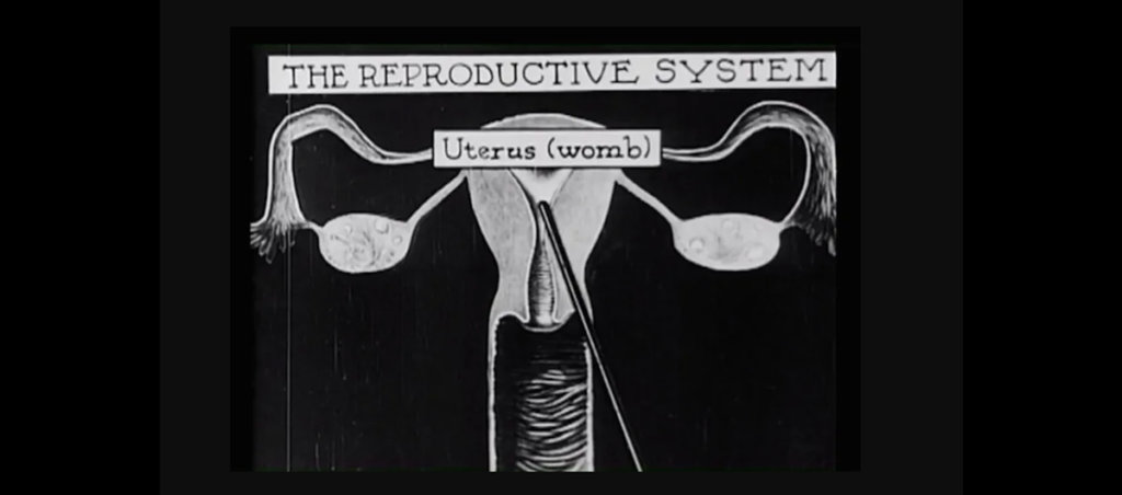 An illustration of a uterus with the title that says "the reproductive system"