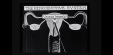 An illustration of a uterus with the title that says "the reproductive system"
