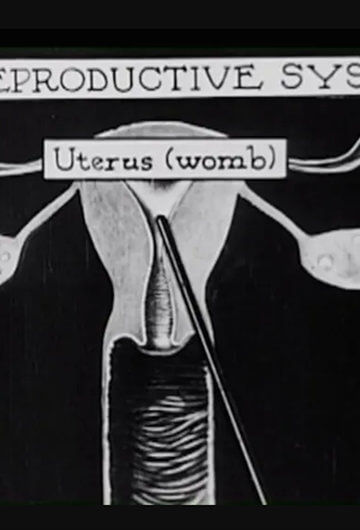 An illustration of a uterus with the title that says "the reproductive system"