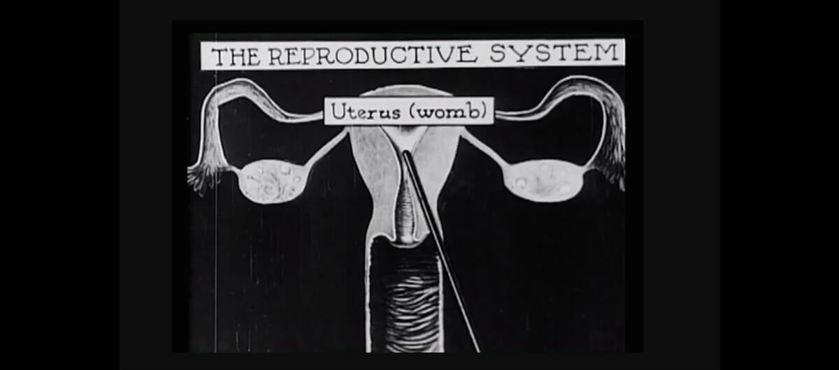 An illustration of a uterus with the title that says "the reproductive system"