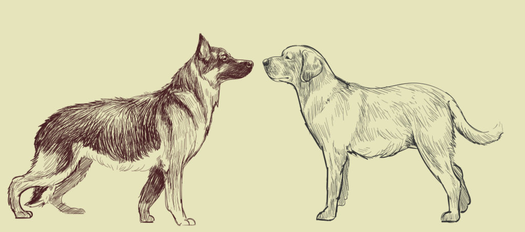 Illustration of a german shepherd and a labrador retriever