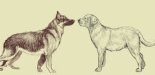 Illustration of a german shepherd and a labrador retriever