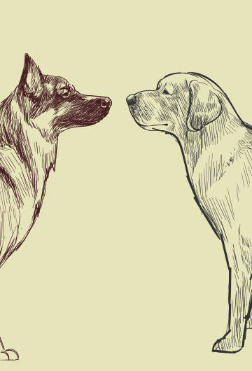 Illustration of a german shepherd and a labrador retriever