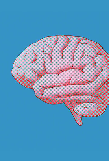 A collage of three illustrations of brains