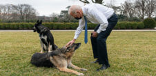 President Joe Biden leaning down to pet his older dog Champ. His other dog Major is in the background. Both dogs are German Shepherds