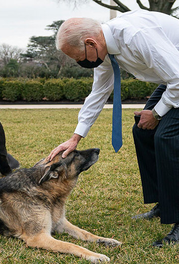 President Joe Biden leaning down to pet his older dog Champ. His other dog Major is in the background. Both dogs are German Shepherds