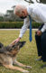 President Joe Biden leaning down to pet his older dog Champ. His other dog Major is in the background. Both dogs are German Shepherds