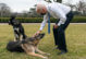 President Joe Biden leaning down to pet his older dog Champ. His other dog Major is in the background. Both dogs are German Shepherds