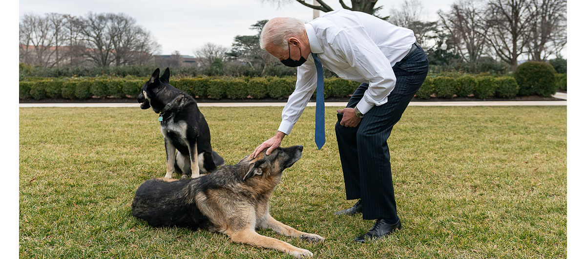 President Joe Biden leaning down to pet his older dog Champ. His other dog Major is in the background. Both dogs are German Shepherds