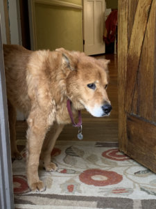 Casey, an old chow-mix dog, owned by the author Carol Mithers