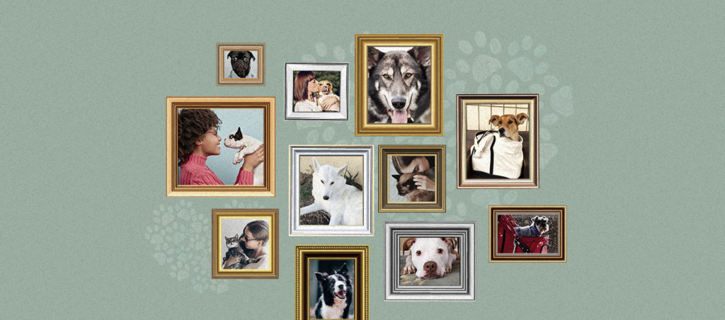 A collage of pictures in frames on a green wall with dogs in them.
