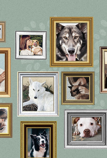 A collage of pictures in frames on a green wall with dogs in them.