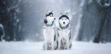 two siberian huskies in the snow, in the woods