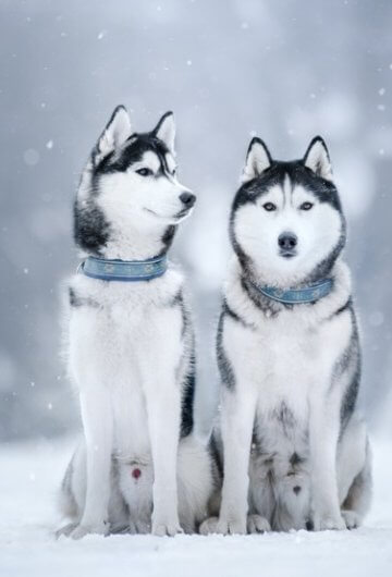 two siberian huskies in the snow, in the woods