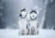 two siberian huskies in the snow, in the woods