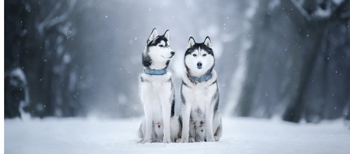 two siberian huskies in the snow, in the woods