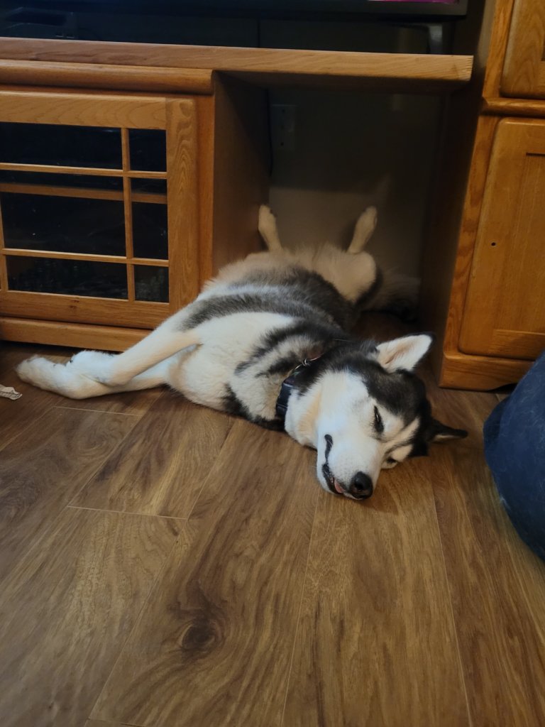 Brynn Tannehill's husky, sleeping on it's side, with it's tongue peeking out in a blep.