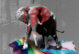 An elephant with the GOP symbol on it stepping on general Pride rainbow flag and transgender visibility flag