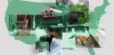 a collage of various wildlife including a bear, raccoon, coyote, and fox. The background is an outline of the united states