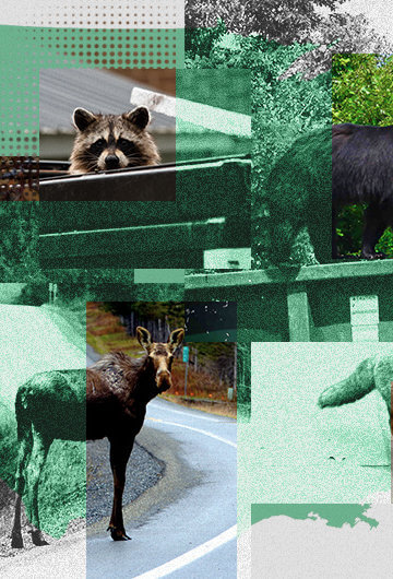 a collage of various wildlife including a bear, raccoon, coyote, and fox. The background is an outline of the united states