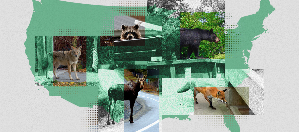 a collage of various wildlife including a bear, raccoon, coyote, and fox. The background is an outline of the united states