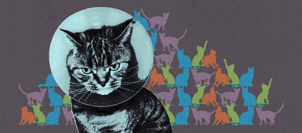a cat looking annoyed wearing post surgery cone. In the background are dozens of colored illustrations of cats.